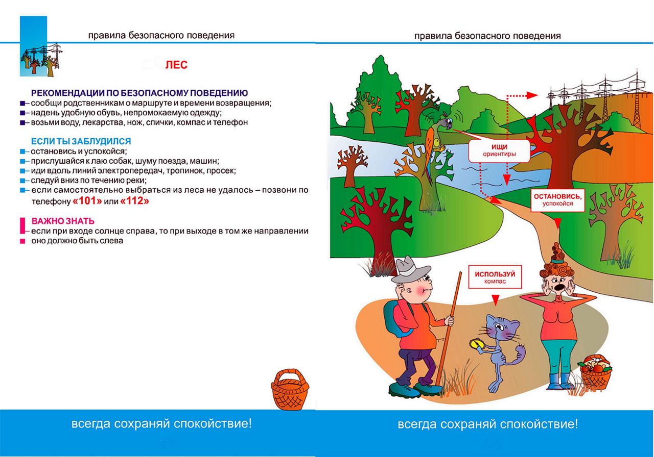 Правила безопасного поведения. Лес