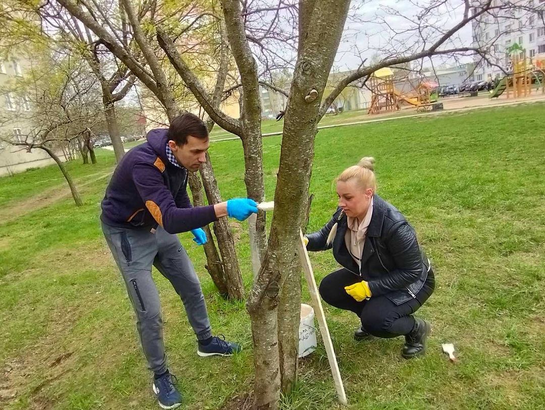 Наш двор - наше дерево