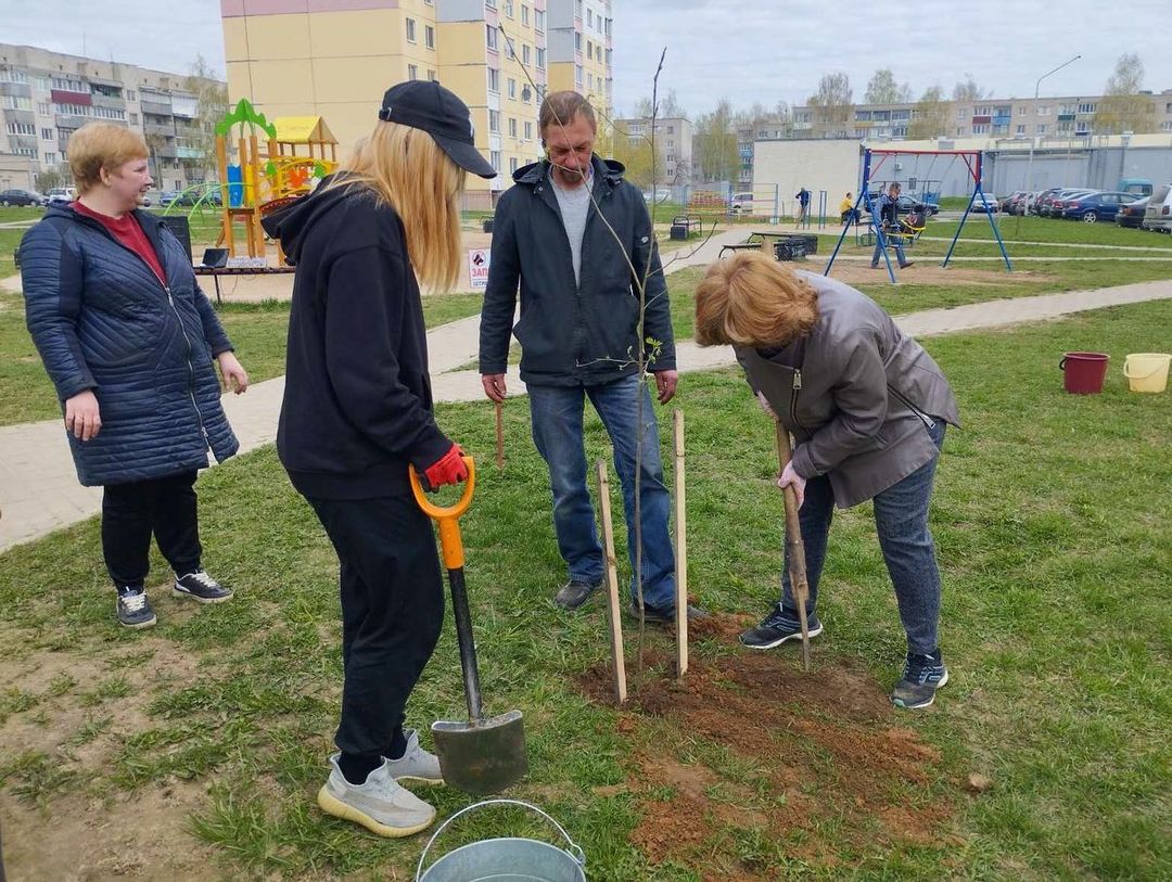 Наш двор - наше дерево