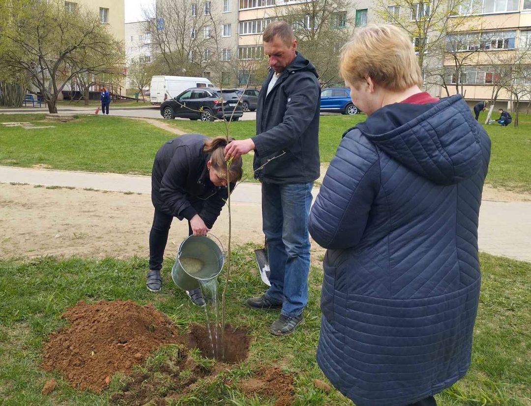 Наш двор - наше дерево