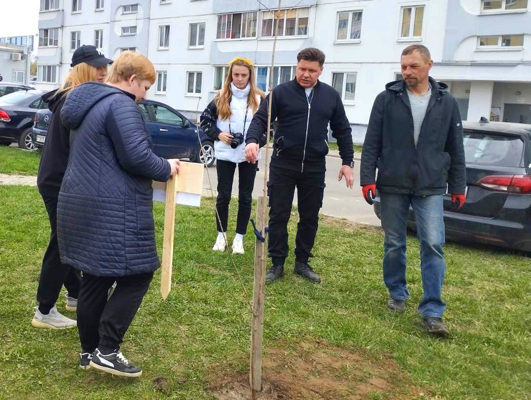 Наш двор - наше дерево