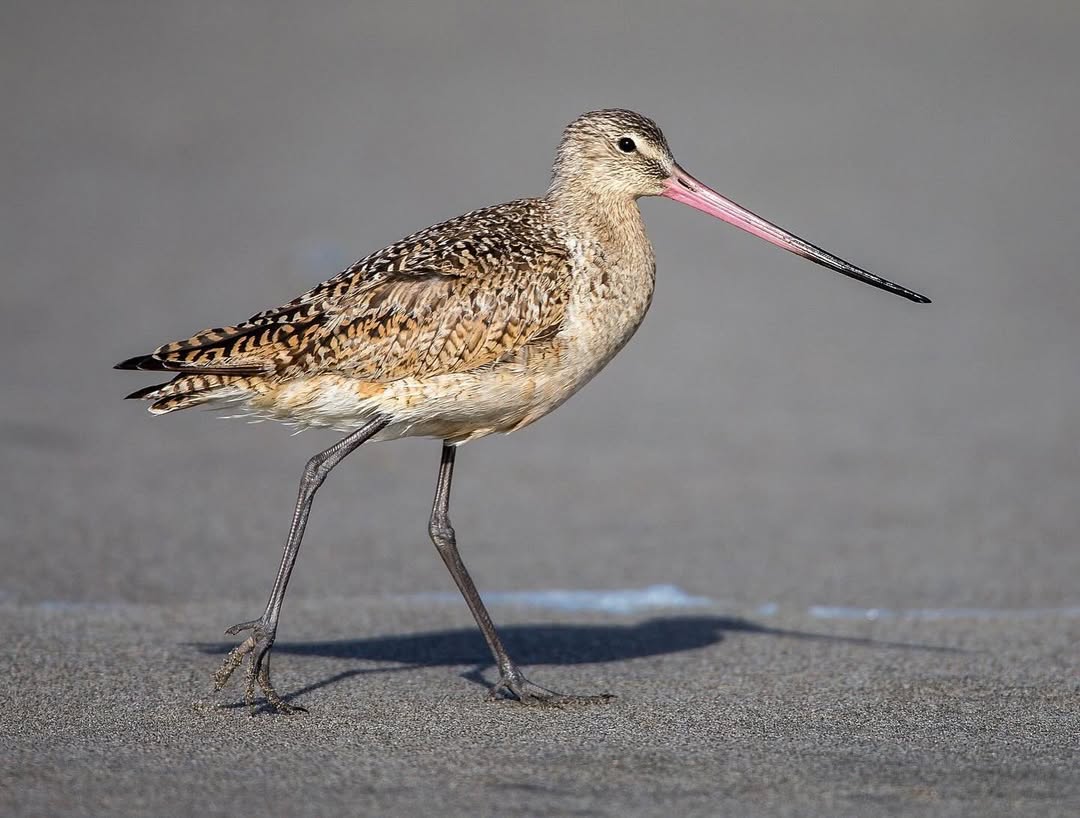 Птица 2025 года