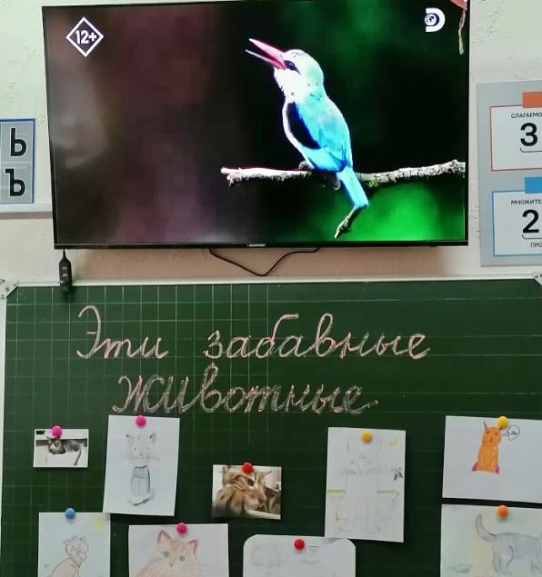 Эти забавные животные