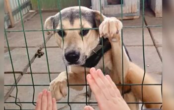 Доброе дело