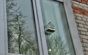 Доброе дело или как помочь птицам зимой