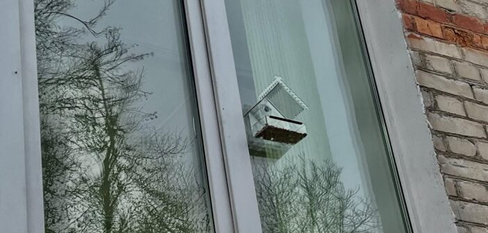 Доброе дело или как помочь птицам зимой