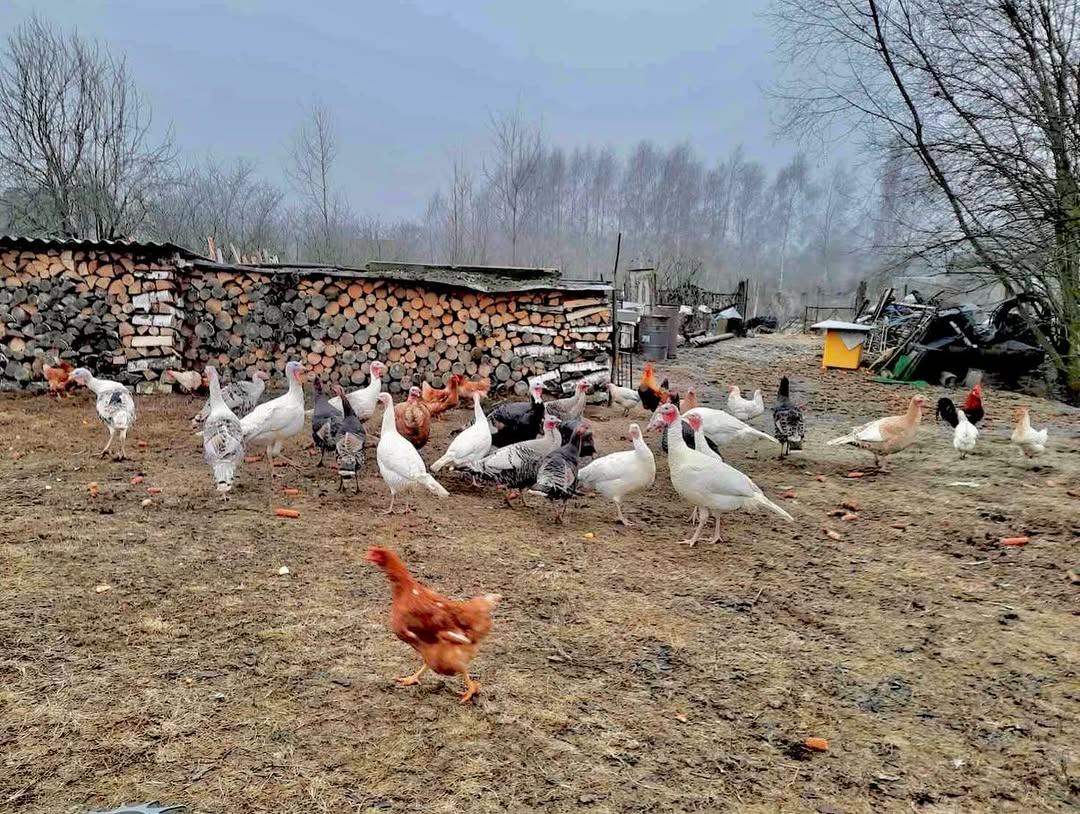 Новогодняя тусовка